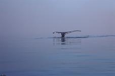 aasiaat_M5A3299