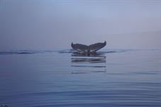 aasiaat_M5A3304