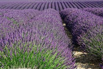 provence_D8B6400