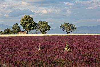 provence_D8B6446