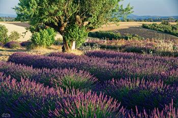 provence_D8B6479