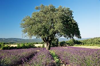 provence_D8B6700