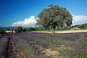 provence_D8B6940