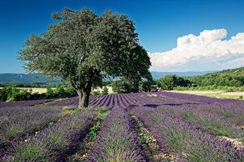 provence_D8B6943