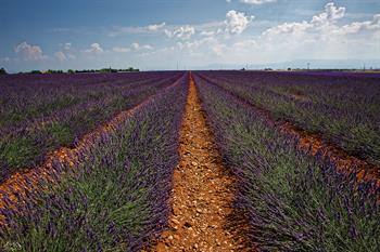 provence_D8B7031