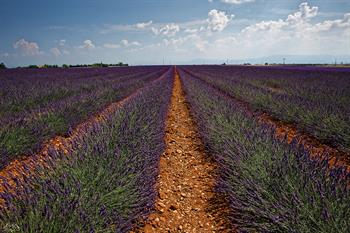 provence_D8B7031