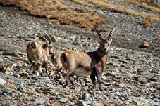 steinbock_MG_3313