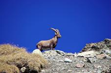 steinbock_MG_3321