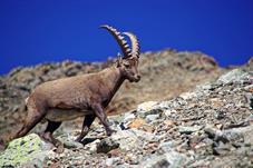 steinbock_MG_3324