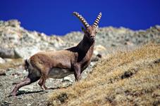 steinbock_MG_3327