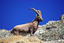 steinbock_MG_3329