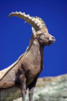 steinbock_MG_3339