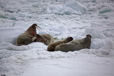 svalbard09_0675