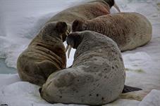 svalbard09_0705