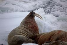svalbard09_0718