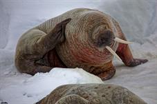 svalbard09_0727