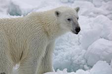 svalbard09_0785