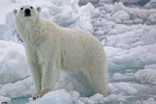 svalbard09_0788