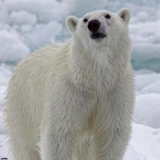 svalbard09_0798