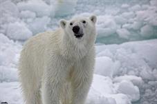 svalbard09_0800