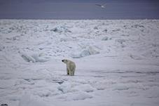 svalbard09_0815