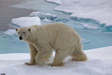 svalbard09_1064