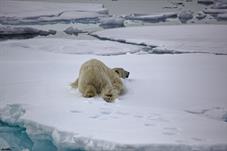 svalbard09_1104