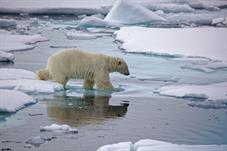 svalbard09_1114
