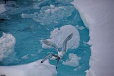 svalbard09_1130