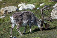 svalbard_a50