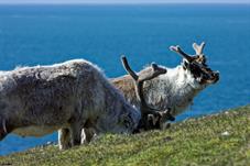 svalbard_a61