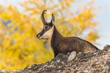 tierpark_goldau__D8B3427