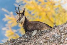 tierpark_goldau__D8B3429