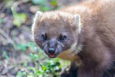 tierpark_goldau__D8B3437