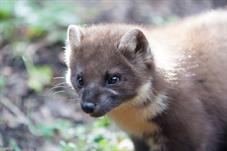 tierpark_goldau__D8B3439
