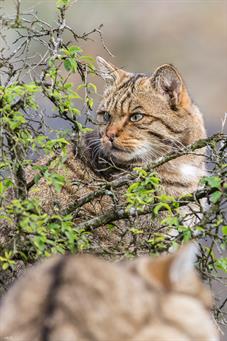 tierpark_goldau__D8B3466