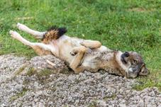 tierpark_goldau__D8B3476