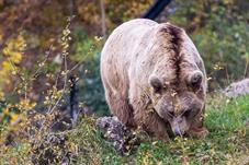 tierpark_goldau__D8B3482