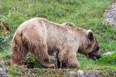 tierpark_goldau__D8B3483