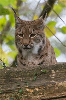 tierpark_goldau__D8B3521