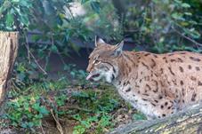 tierpark_goldau__D8B3534