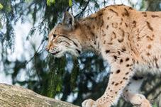 tierpark_goldau__D8B3562