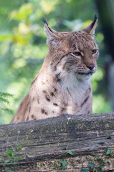 tierpark_goldau__D8B3574