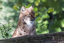 tierpark_goldau__D8B3584