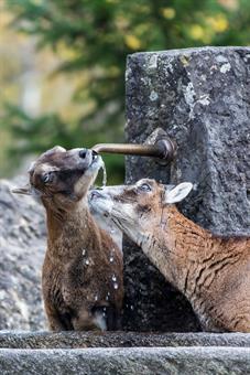 tierpark_goldau__D8B3598