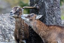 tierpark_goldau__D8B3600