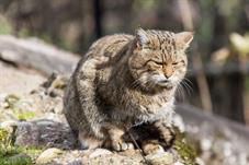 tierpark_goldau__D8B3622