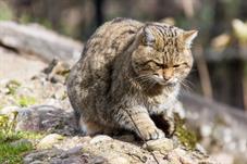 tierpark_goldau__D8B3623
