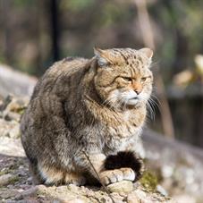 tierpark_goldau__D8B3626