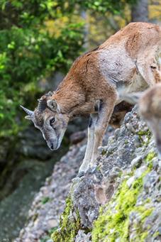 tierpark_goldau__D8B3635